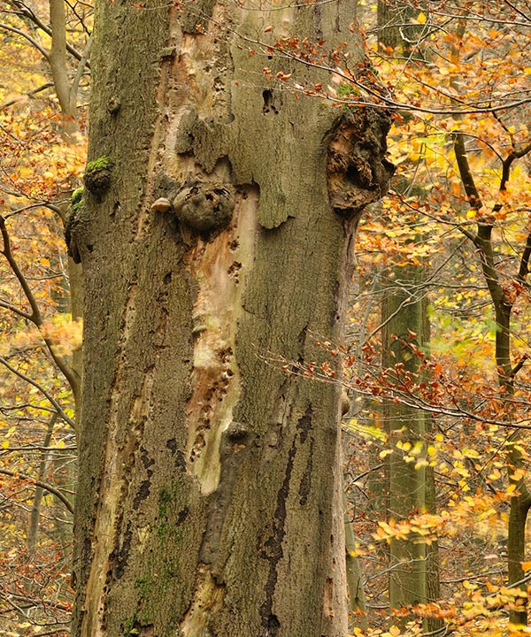 Un vieux hêtre dans la Forêt de Soignes.
